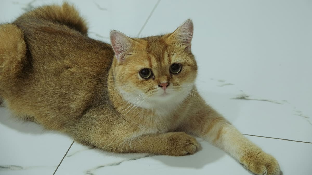 Los gatos necesitan de mayores cuidados cuando se vuelven adultos.