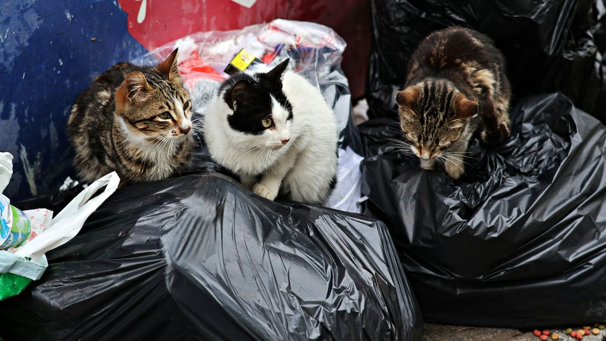 Un tribunal argentino reconoció a 23 gatos rescatados como individuos con derechos propios: prohibió devolverlos a sus antiguos dueños