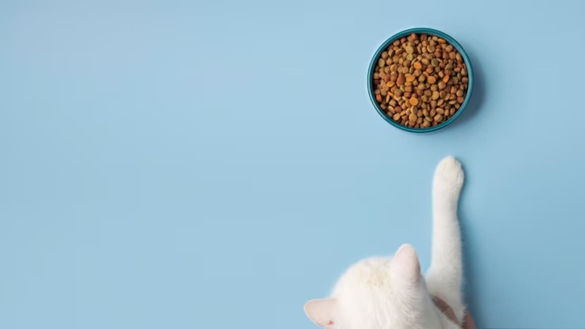 Gatos, comida. Fuente: Freepik.