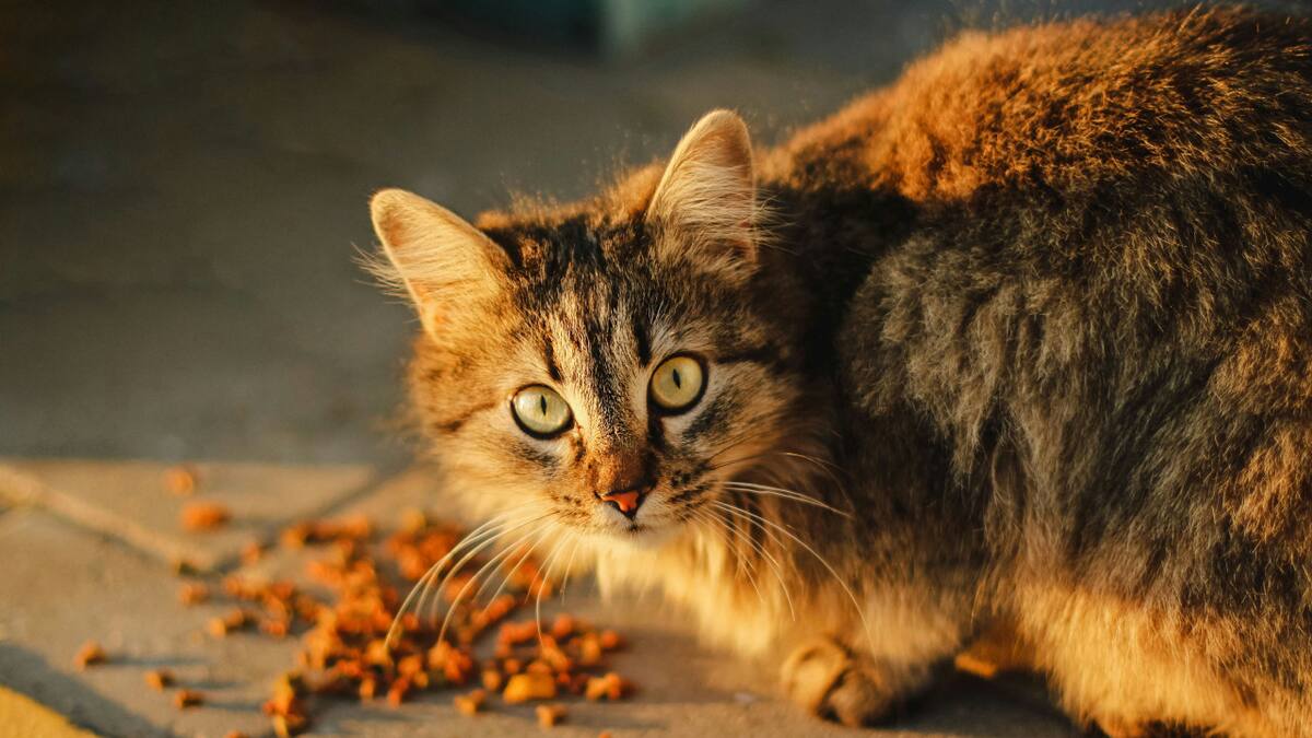 Gatos, comida. Fuente: Unsplash
