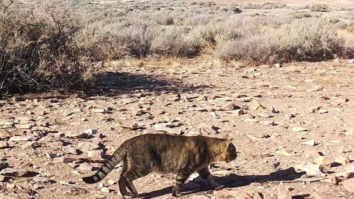 Gatos domésticos que viven aislados en una isla en Chubut. Foto: CONICET.