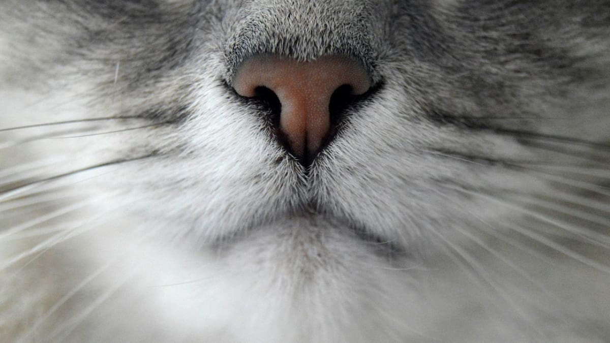 Por qué los gatos son considerados “perfectos” por la evolución, según la ciencia. Foto: Unsplash.