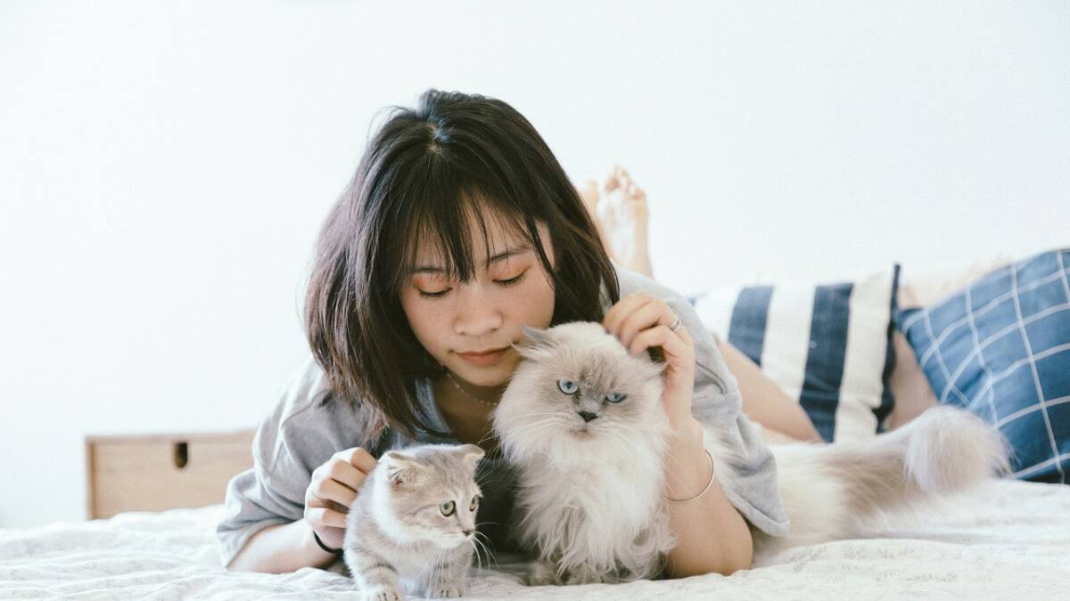 Cómo prevenir el sida en los gatos. Foto: Unsplash.