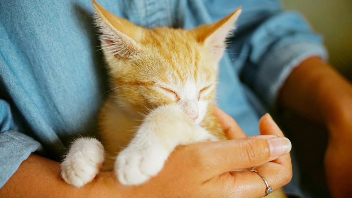 Gatos; felinos; mascotas. Foto: Unsplash.