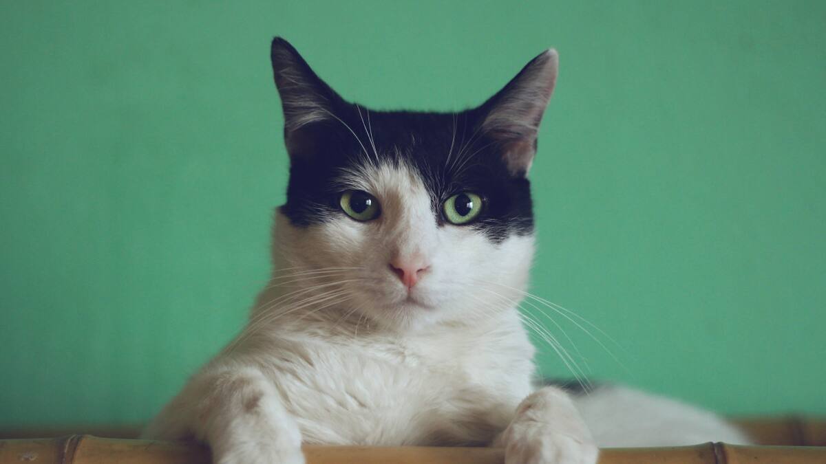 Gatos. Foto Unsplash.