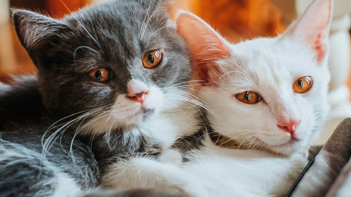 Hacer feliz a tu gato es muy sencillo. Foto Unsplash.