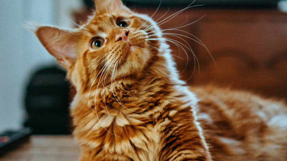 Gatos. Foto: Unsplash.