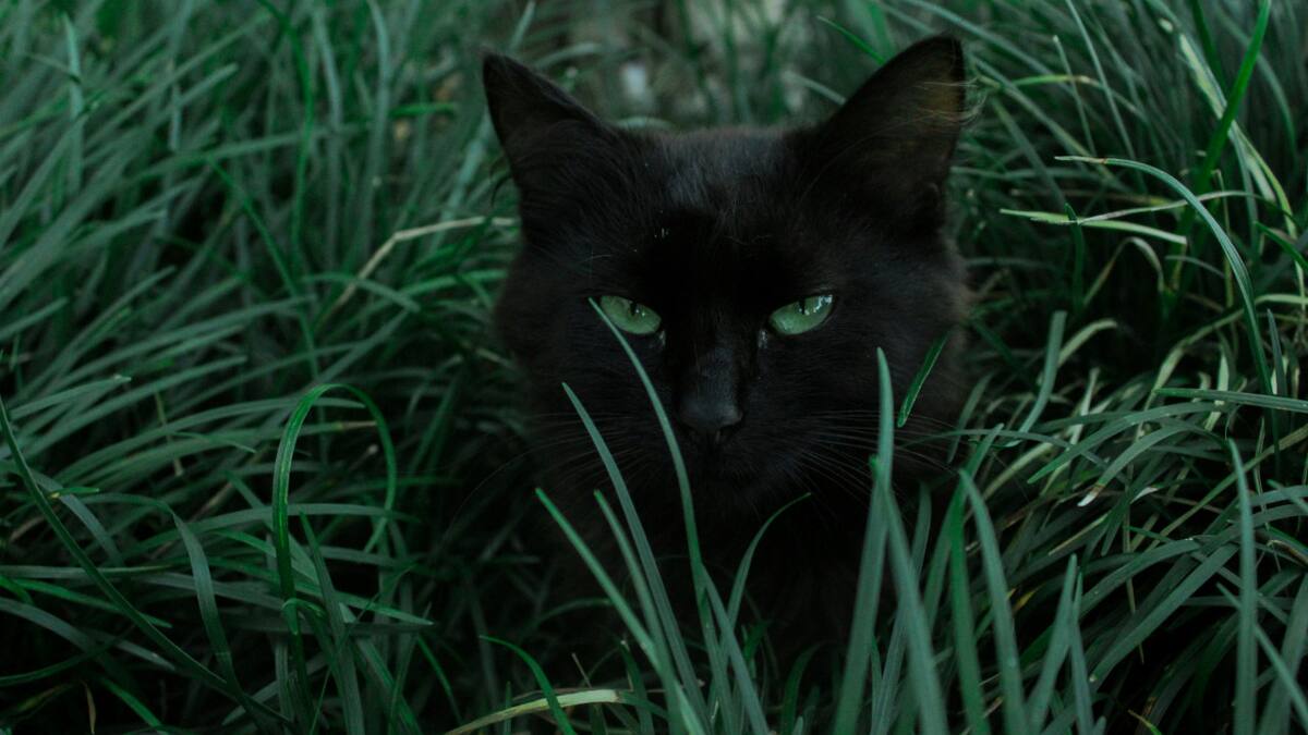 Gatos. Foto: Unsplash