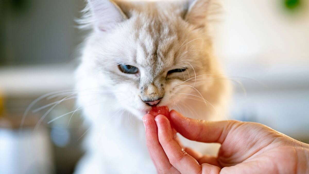 Gatos. Foto Unsplash.