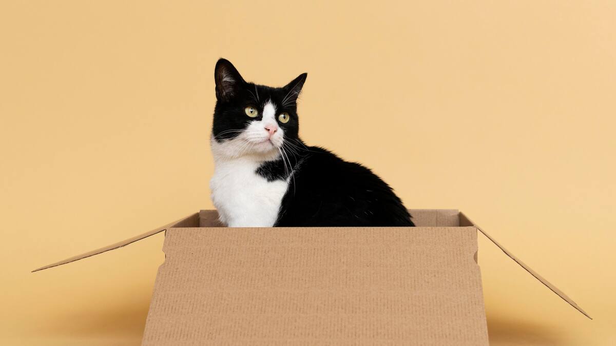 Mudanza con gatos: la guía completa para que el cambio sea menos estresante para tu mascota