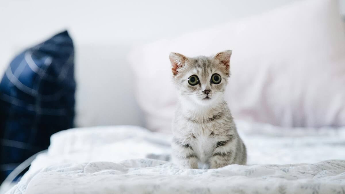 Gatos, mascotas