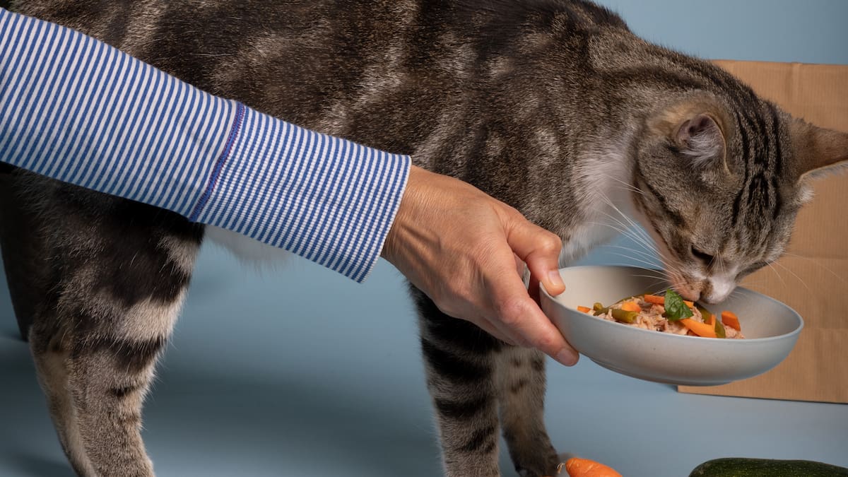 Dieta felina: verduras que pueden beneficiar a tu gato.