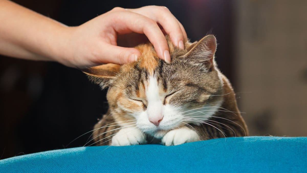Qué significa que tu gato se escape cuando lo acaricias, según una experta en comportamiento felino