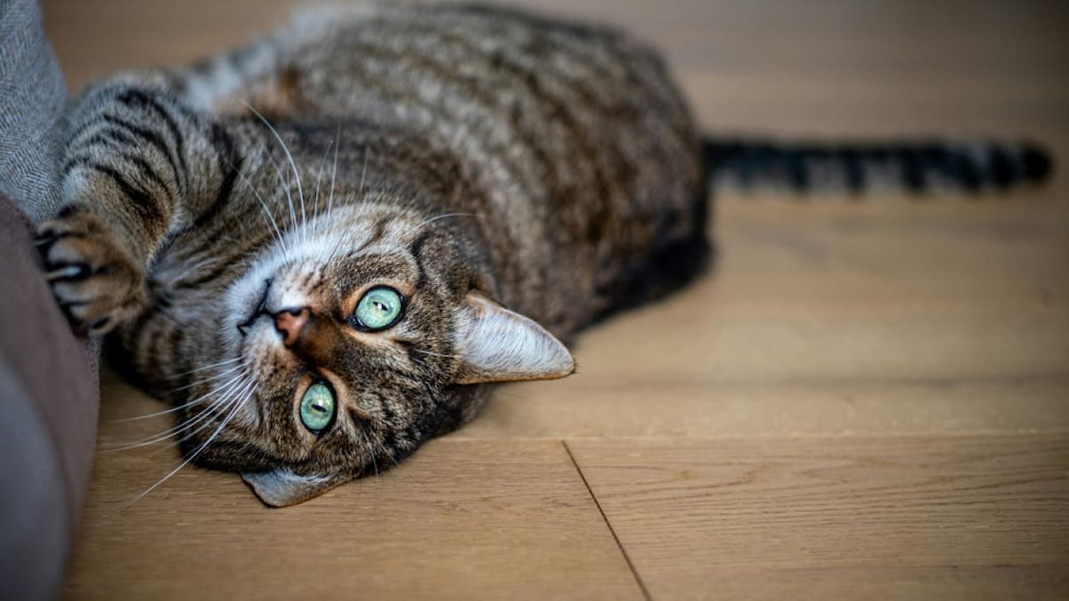 Gatos, mascotas. Foto: Unsplash.