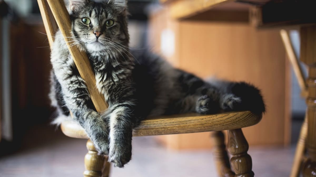 Gatos, mascotas. Foto: Unsplash.