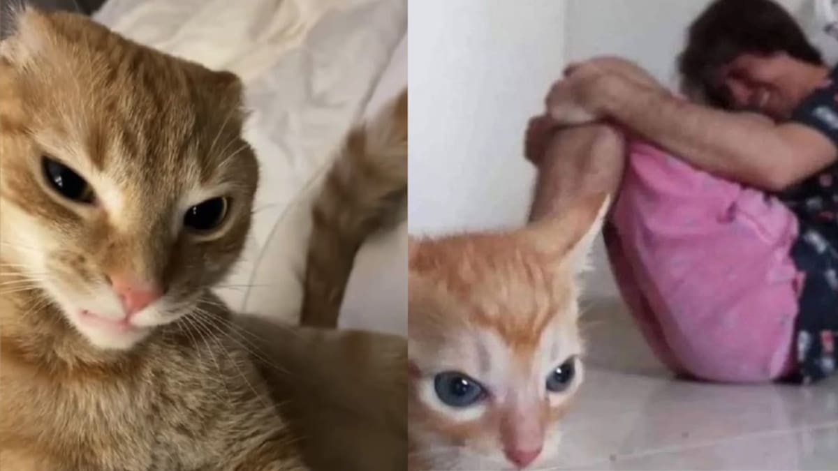 ¿Los gatos naranjas están locos? La ciencia explica por qué tienen fama de tener “una sola neurona”