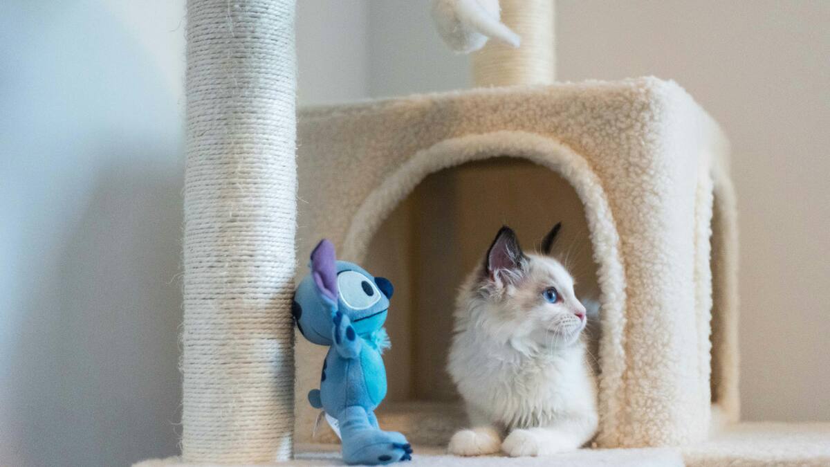 Gatos, rascador. Fuente: Pexels.