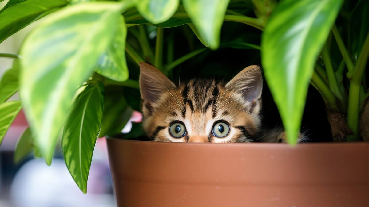 Los potus tienen compuestos tóxicos que pueden generar malestar en los gatos.