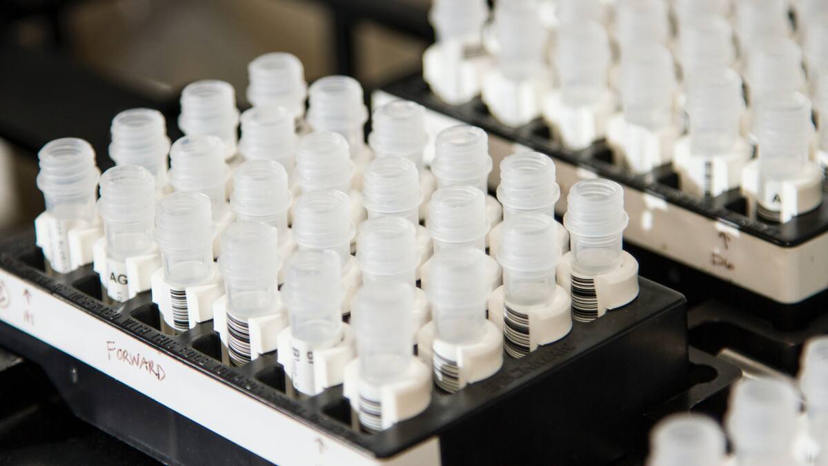 Genes, genética, ciencia. Foto: Unsplash