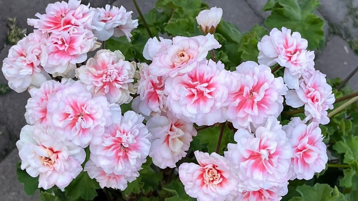 Cómo cuidar el pelargonium para tener flores todo el año: guía fácil de la planta ideal para balcones y terrazas