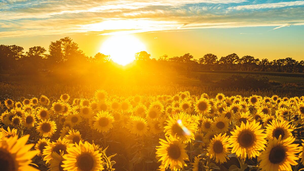 Girasoles, plantas, flores, naturaleza. Foto: Unsplash