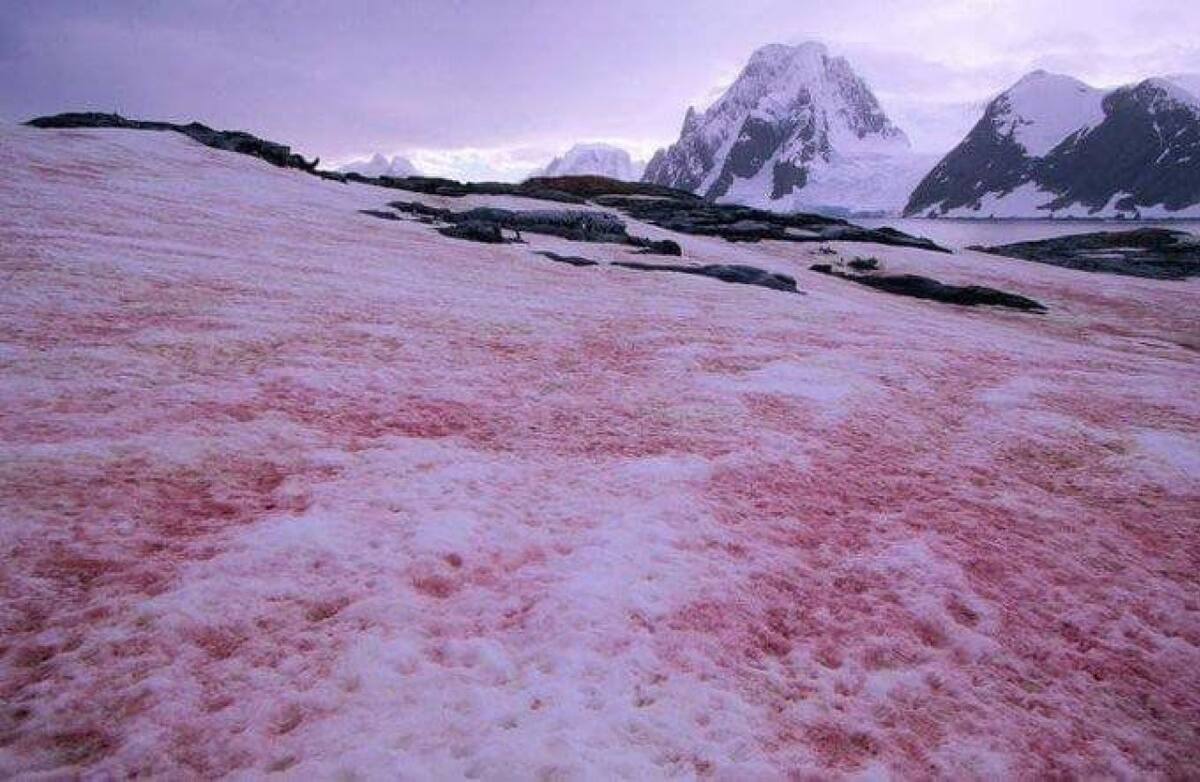Glaciares. Nieve de Sandía. Foto: X