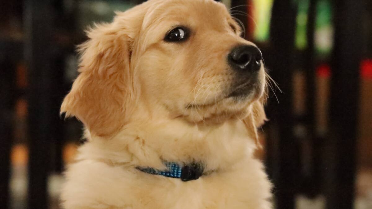 Golden retriever. Foto: Unsplash.