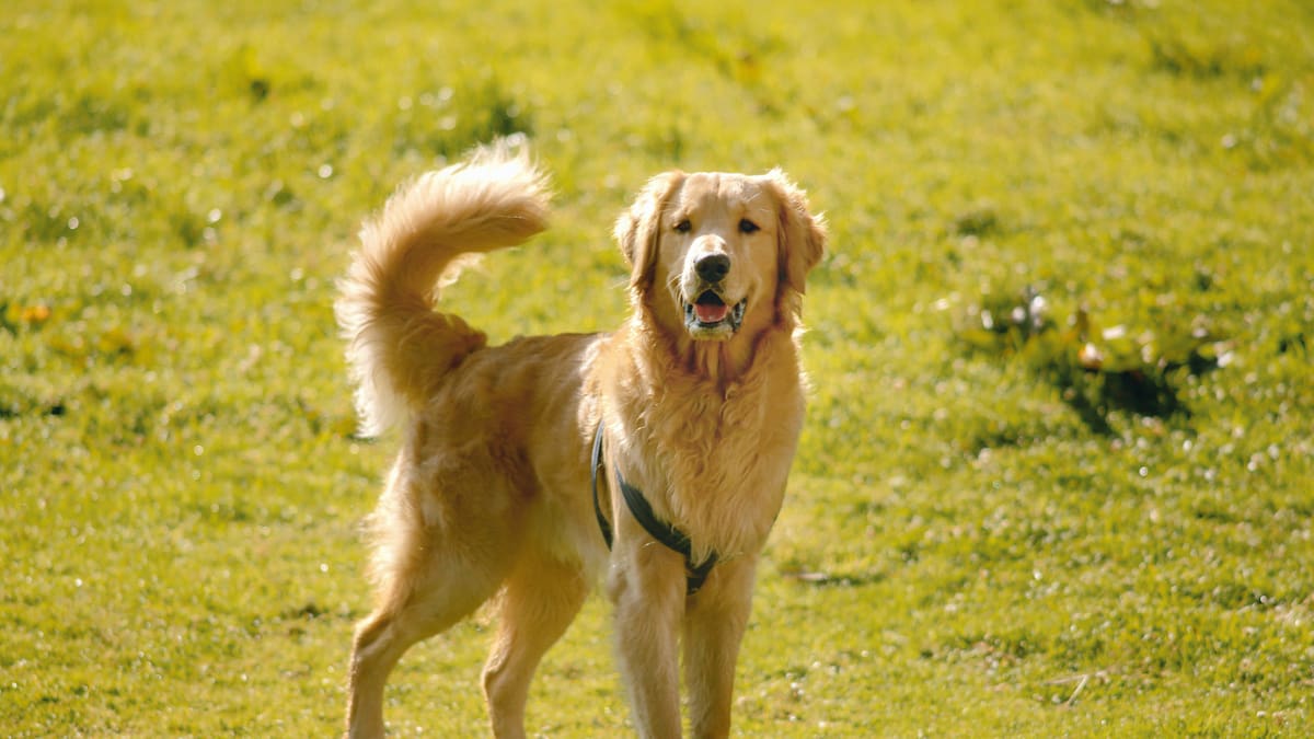 Golden retrievers. Foto: Unsplash