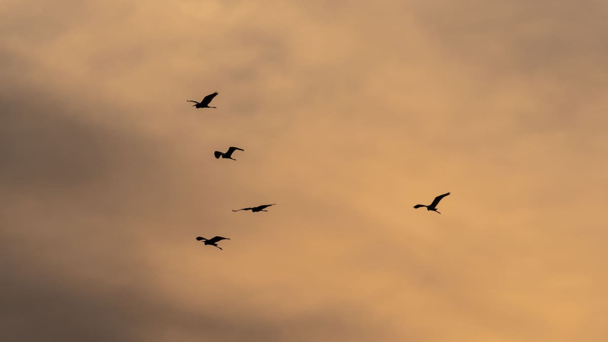 Golondrinas. Foto: Freepik