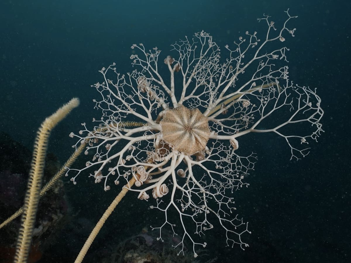 Gorgonocephalus chilensis, especie bentónica del Agujero Azul. Foto: gentileza Programa de Conservación Costero Marino de WCS Argentina