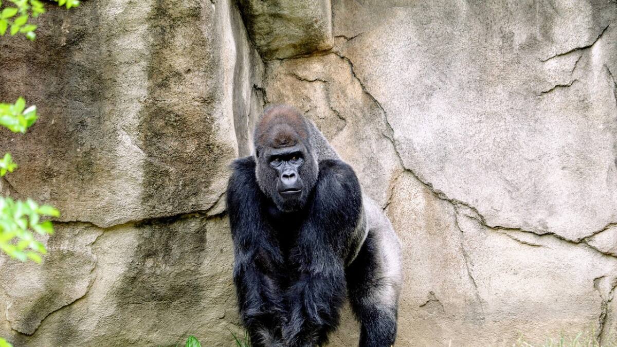 Animales sorprendentes: las tres curiosidades sobre los gorilas que seguro no sabías