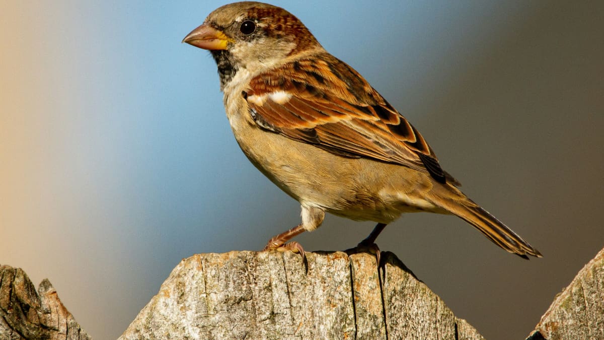 Gorrión. Foto: Unsplash.