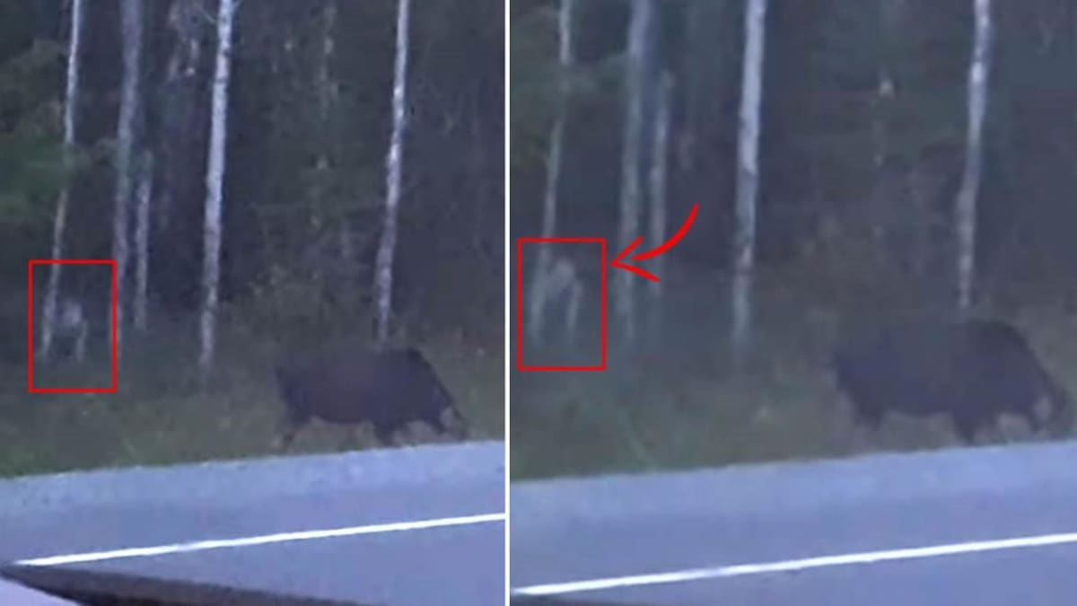 Graban misteriosa criatura en el bosque