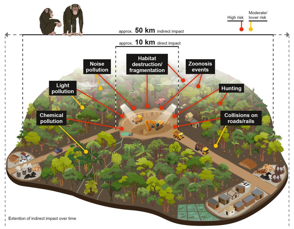 Gráfico de los impactos directos e indirectos de la minería en los grandes simios de África. Foto EFE.