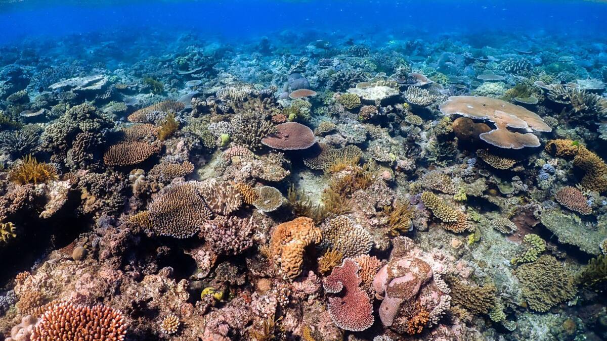 Gran Barrera de Coral. Foto: Unsplash.
