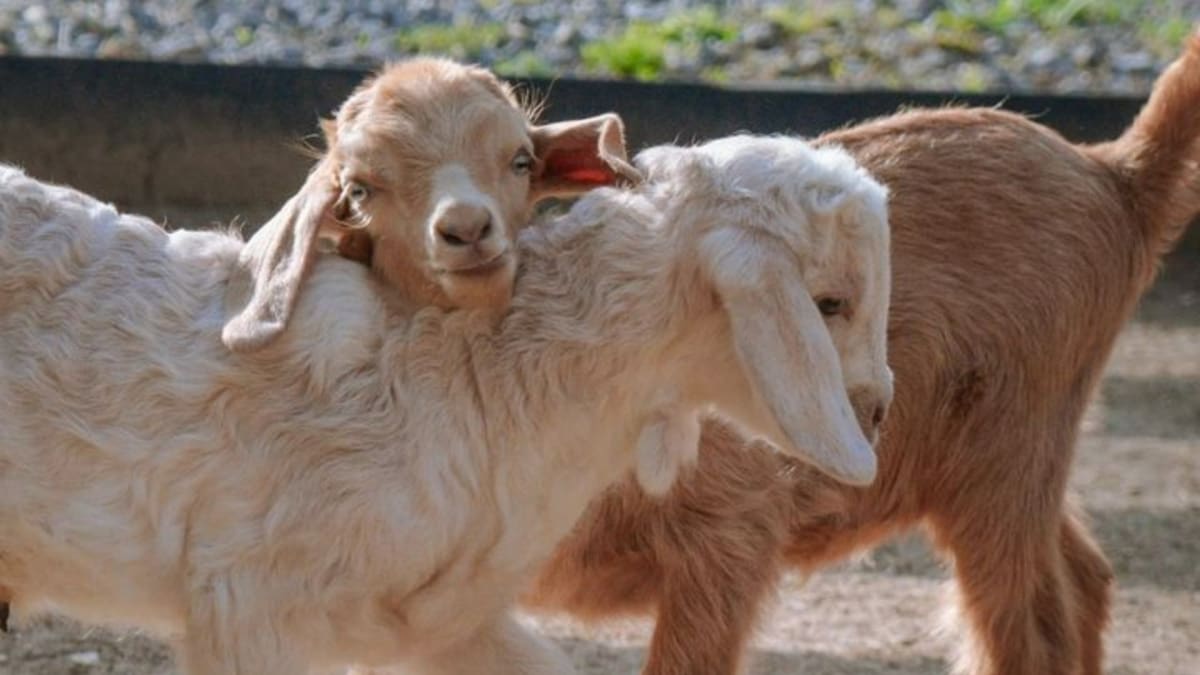 Granja Educativa Don Benito. Foto: Instagram/granjadonbenito