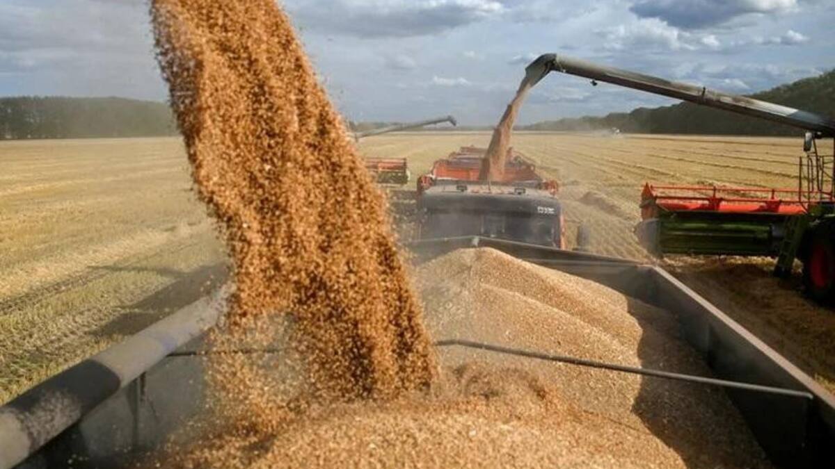 Granos en región rusa de Omsk. Foto: REUTERS.