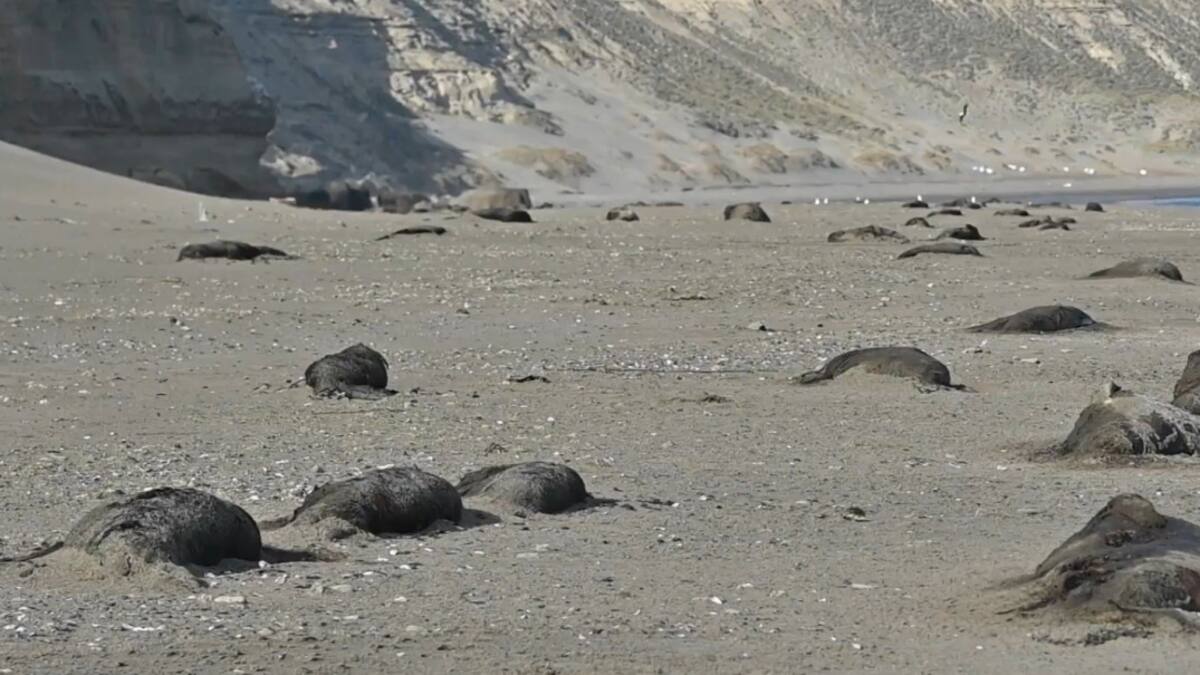 Gripe Aviar en la Antártida Argentina. Foto: captura video Viory.
