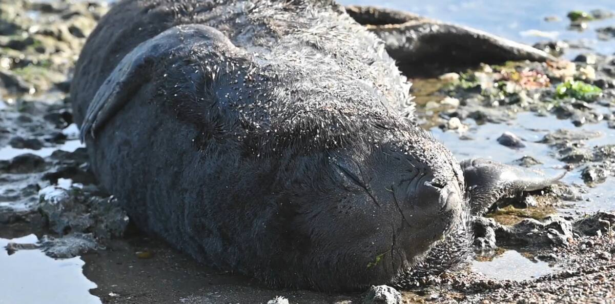 Gripe Aviar en la Antártida Argentina. Foto: captura video Viory.