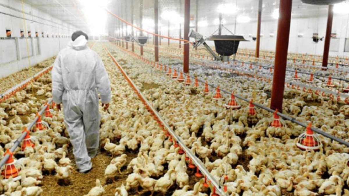 Gripe aviar. Foto: NA