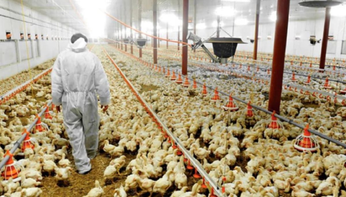 Gripe aviar. Foto: NA