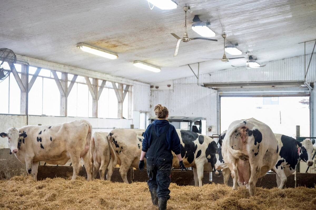 Gripe aviar. Foto: Reuters.