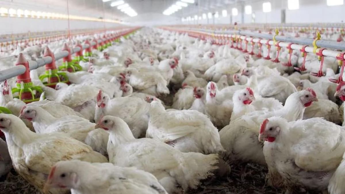 Gripe aviar. Foto: REUTERS