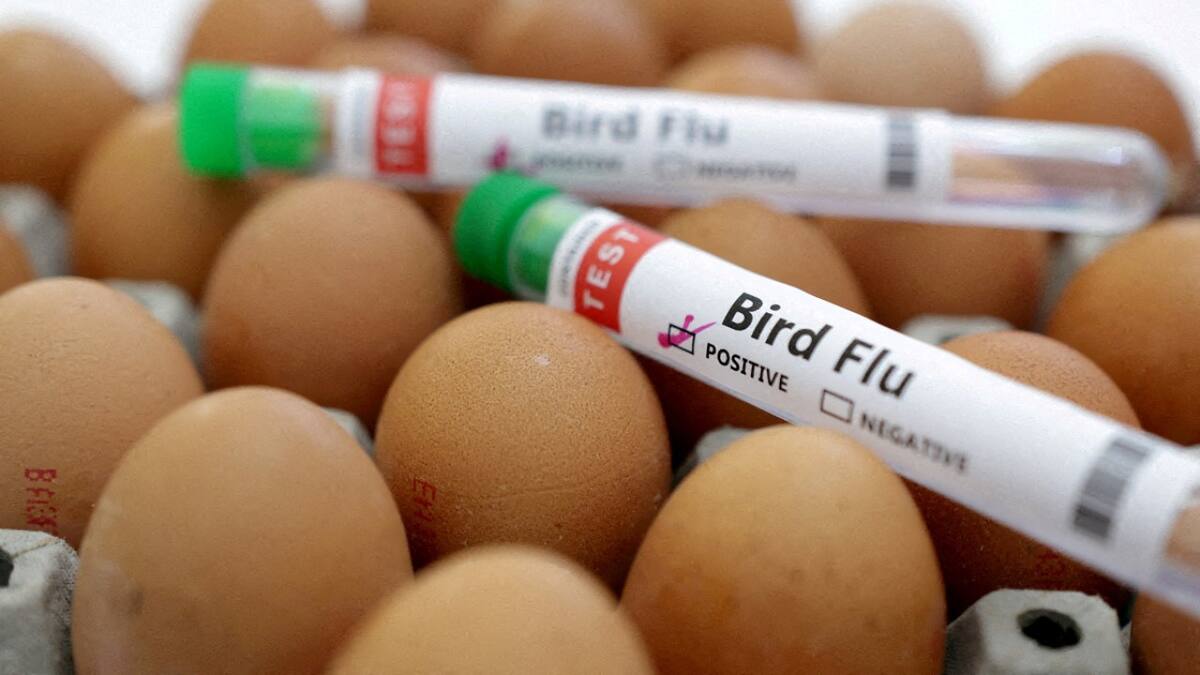 Gripe aviar. Foto: Reuters.