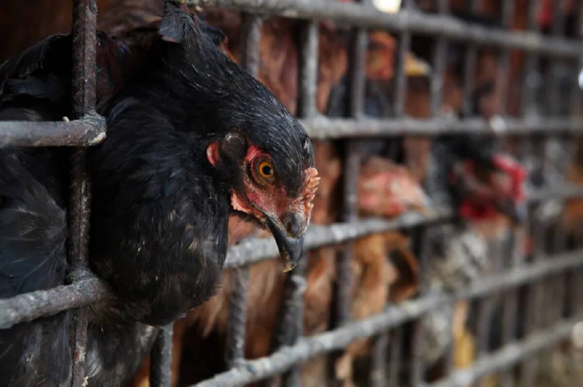 Gripe aviar, salud. Foto: EFE