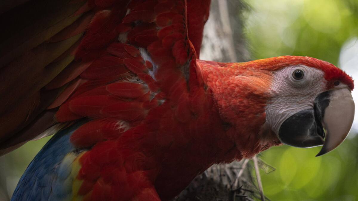 Liberaron 10 guacamayas rojas en la selva maya de Laguna del Tigre. Foto: EFE.