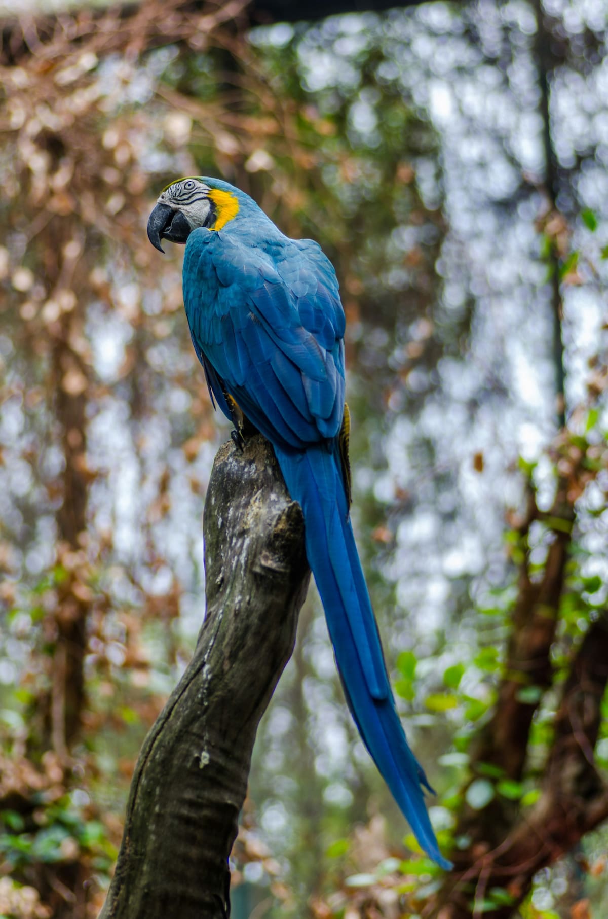 Guacamayo. Foto: Unsplash.