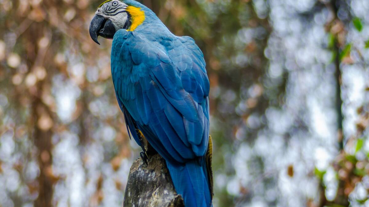 Guacamayo. Foto: Unsplash.