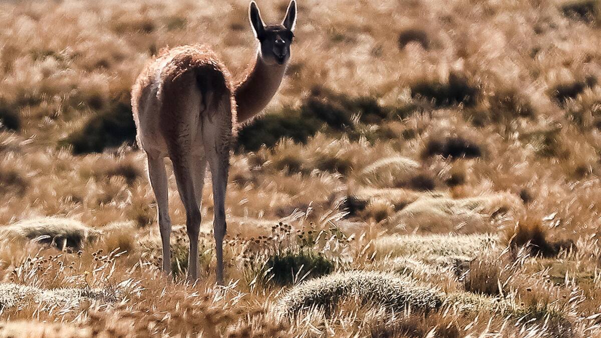 Guanaco en el parque provincia La Payunia, en Malargue, Argentina. Foto: EFE.
