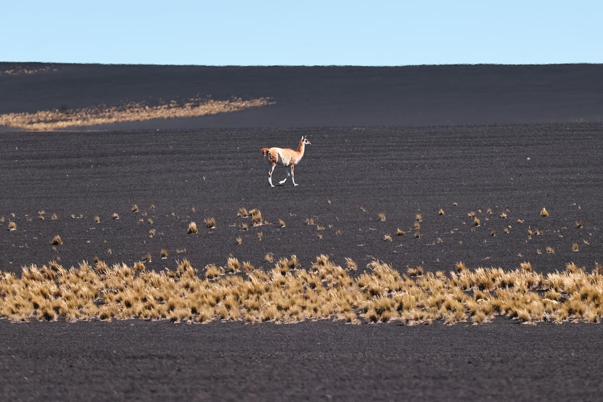 Guanaco en el parque provincia La Payunia, en Malargue, Argentina. Foto: EFE.
